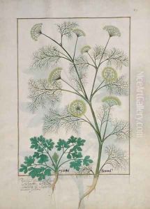 Parsley and Fennel, Illustration from the Book of Simple Medicines by Mattheaus Platearius d.c.1161 c.1470