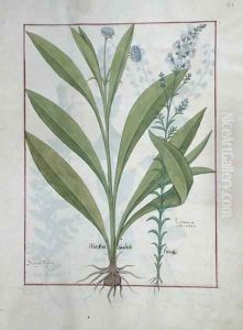 Devils-bit scabious and Toadflax, illustration from The Book of Simple Medicines, by Mattheaus Platearius d.c.1161 c.1470