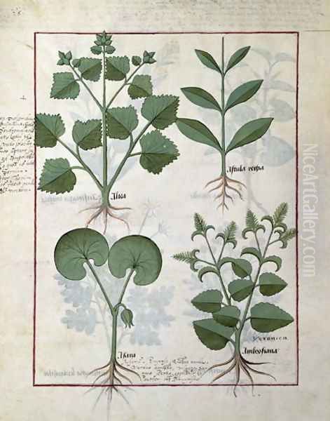 Top row- Marshmallow and Hastula Regia. Bottom row- Asarabacca and Speedwell, illustration from The Simple Book of Medicines by Matteaus Platearius d.c.1161 c.147 - view 1