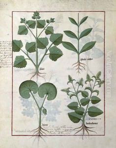 Top row- Marshmallow and Hastula Regia. Bottom row- Asarabacca and Speedwell, illustration from The Simple Book of Medicines by Matteaus Platearius d.c.1161 c.147