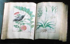 Two pages depicting Rose and Garlic, from The Book of Simple Medicines by Mattheus Platearius d.c.1161 c.1470