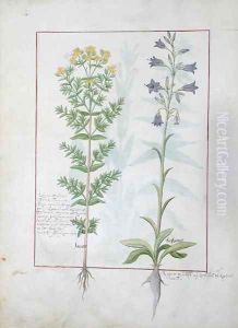 Two flowering plants from The Book of Simple Medicines by Mattheaus Platearius d.c.1161 c.1470