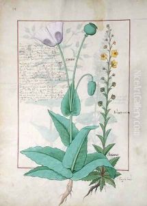 Poppy and Figwort, Illustration from The Book of Simple Medicines by Mattheaus Platearius d.c.1161 c.1470