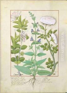 Honeysuckle, Sage and Rose, illustration from The Book of Simple Medicines by Mattheaus Platearius d.c.1161 c.1470
