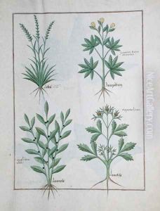 Top row- Lolni and Geranium. Bottom row- Daphnoides and Parsley, illustration from The Book of Simple Medicines, by Matteaus Platearius d.c.1161 c.1470