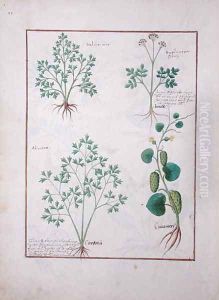 Top Row- Sage and Bupleurum, illustration from The Book of Simple Medicines by Mattheaus Platearius d.c.1161 c.1470