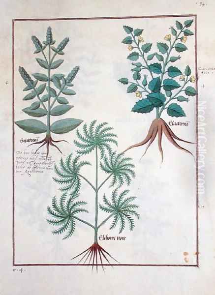 Lavender, Hellebore, and a relative of the Cucumber family, Illustration from the Book of Simple Medicines by Mattheaus Platearius d.c.1161 c.1470 - view 1