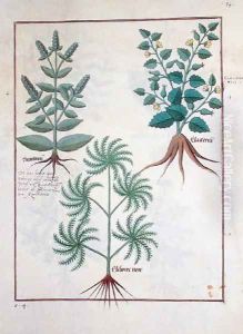Lavender, Hellebore, and a relative of the Cucumber family, Illustration from the Book of Simple Medicines by Mattheaus Platearius d.c.1161 c.1470 by Robinet Testard