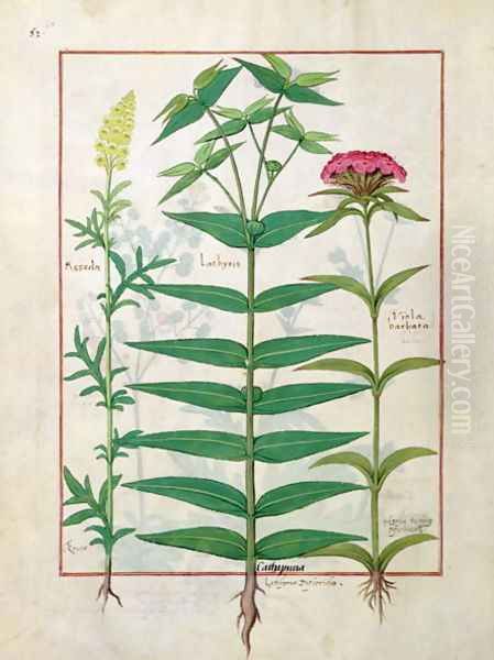 Reseda, Euphorbia and Dianthus, Illustration from the Book of Simple Medicines by Mattheaus Platearius d.c.1161 c.1470 - view 1