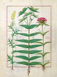 Reseda, Euphorbia and Dianthus, Illustration from the Book of Simple Medicines by Mattheaus Platearius d.c.1161 c.1470