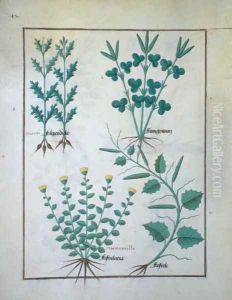 Top row- Filipendula. Bottom row- Fistularia and Faseolus, illustration from The Book of Simple Medicines, by Mattheaus Platearius d.c.1161 c.1470