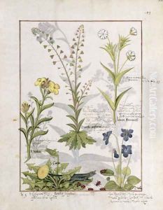 Illustration from the Book of Simple Medicines by Mattheaus Platearius d.c.1161 c.1470 36
