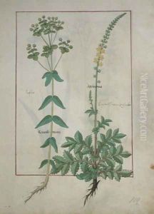 Reveille Matin and Agrimonia, illustration from The Book of Simple Medicines by Mattheaus Platearius d.c.1161 c.1470