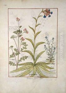 Lungwort and Geranium, Illustration from the Book of Simple Medicines by Mattheaus Platearius d.c.1161 c.1470