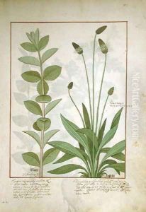 Mint and Plantain, or Ribwort, illustration from The Book of Simple Medicines by Mattheaus Platearius d.c.1161
