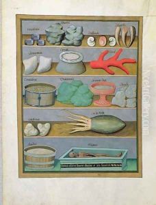 Illustration from the Book of Simple Medicines by Mattheaus Platearius d.c.1161 c.1470 15