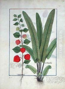 Physalis left Illustration from the Book of Simple Medicines by Mattheaus Platearius d.c.1161 c.1470