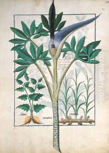 Orchid, illustration from the Book of Simple Medicines by Mattheaus Platearius d.c.1161 c.1470