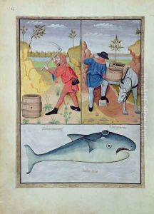 Illustration from the Book of Simple Medicines by Mattheaus Platearius d.c.1161 c.1470 45 by Robinet Testard