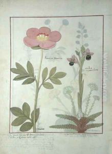 Paeonia or Peony, and Orchis myanthos, illustration from The Book of Simple Medicines by Mattheaus Platearius d.c.1161 c.1470