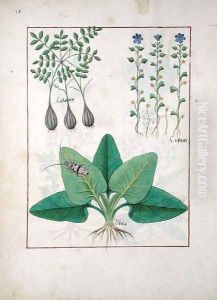 Illustration from the Book of Simple Medicines by Mattheaus Platearius d.c.1161 c.1470 40