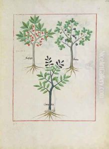 Illustration from the Book of Simple Medicines by Mattheaus Platearius d.c.1161 c.1470 6