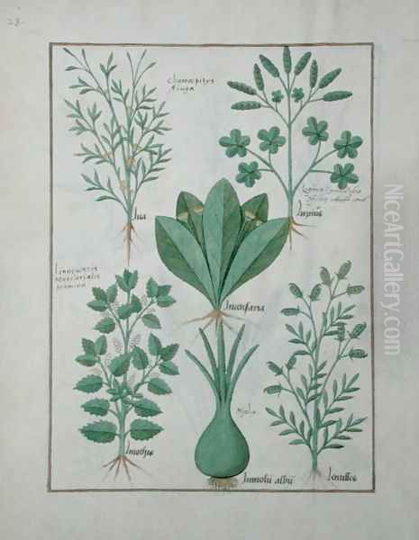 Top row- Yellow Bugle, Incensaria and Lupius. Bottom row- Dogs Mercury, Lily Leek and Lentilles, illustration from The Book of Simple Medicines, by Matteaus Platearius d.c.1161 c.1470 - view 1