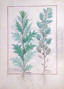 Two varieties of Artemesia, illustration from The Book of Simple Medicines by Mattheaus Platearius d.c.1161 c.1470