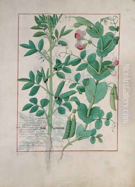 Illustration from the Book of Simple Medicines by Mattheaus Platearius d.c.1161 c.1470 28 - view 1