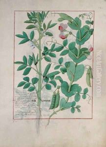 Illustration from the Book of Simple Medicines by Mattheaus Platearius d.c.1161 c.1470 28