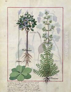Illustration from the Book of Simple Medicines by Mattheaus Platearius d.c.1161 c.1470 34