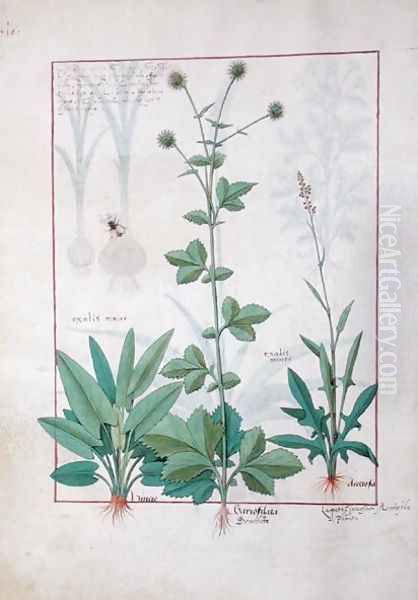Sorrel and Gariofilata Benedicta Wood illustration from The Book of Simple Medicines by Mattheaus Platearius d.c.1161 c.1470 - view 1