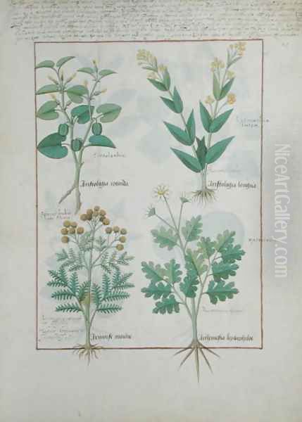 Top row- Aristolochia Rotundi and Aristolochia Longua. Bottom row- Armoise and Artemesia, illustration from The Simple Book of Medicines, by Matteaus Platearius d.c.1161 c.1470 - view 1