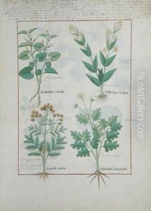 Top row- Aristolochia Rotundi and Aristolochia Longua. Bottom row- Armoise and Artemesia, illustration from The Simple Book of Medicines, by Matteaus Platearius d.c.1161 c.1470
