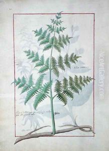 Illustration from the Book of Simple Medicines by Mattheaus Platearius d.c.1161 c.1470 2