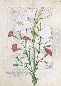 Illustration from the Book of Simple Medicines by Mattheaus Platearius d.c.1161 c.1470 24