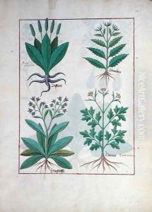 Illustration from the Book of Simple Medicines by Mattheaus Platearius d.c.1161 c.1470 39