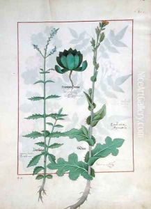 Illustration from the Book of Simple Medicines by Mattheaus Platearius d.c.1161 c.1470 30