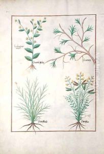 Illustration from the Book of Simple Medicines by Mattheaus Platearius d.c.1161 c.1470 35