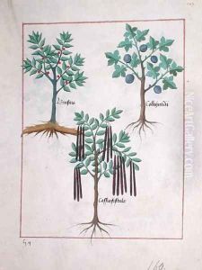 Illustration from the Book of Simple Medicines by Mattheaus Platearius d.c.1161 c.1470 8
