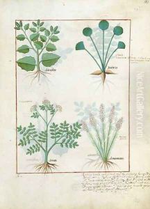 Top row- Salt Bush and Anthora. Bottom row- Absinthium and Cardamom, illustration from The Simple Book of Medicines by Mattheaus Platearius d.c.1161 c.1470