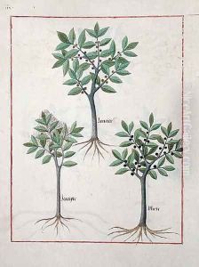 Illustration from the Book of Simple Medicines by Mattheaus Platearius d.c.1161 c.1470 12