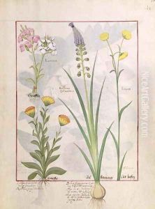 Illustration from the Book of Simple Medicines by Mattheaus Platearius d.c.1161 c.1470 20 by Robinet Testard