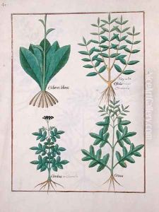 Illustration from the Book of Simple Medicines by Mattheaus Platearius d.c.1161 c.1470 22