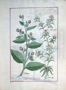 Illustration from the Book of Simple Medicines by Mattheaus Platearius d.c.1161 c.1470 3