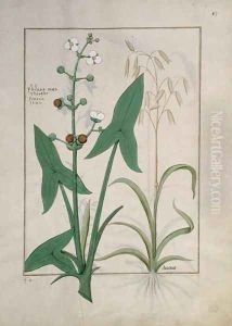Illustration from the Book of Simple Medicines by Mattheaus Platearius d.c.1161 c.1470 32