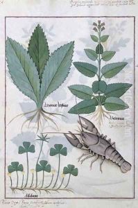 Illustration from the Book of Simple Medicines by Mattheaus Platearius d.c.1161 c.1470 38