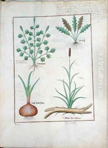 Illustration from The Book of Simple Medicines by Mattheaus Platearius d.c.1161 c.1470 52