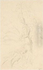 Branchage D'arbre