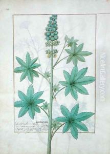 Illustration from the Book of Simple Medicines by Mattheaus Platearius d.c.1161 c.1470 33